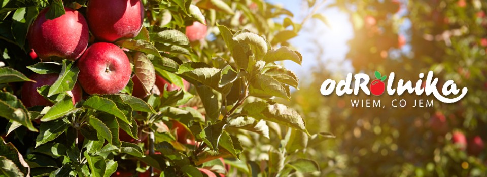Translating subtitles – another success for eCORRECTOR!
